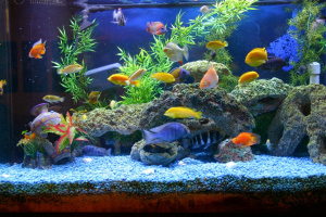 Сколько рыбок можно держать в аквариуме?