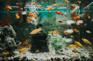 Сколько раз кормить рыбок в аквариуме?